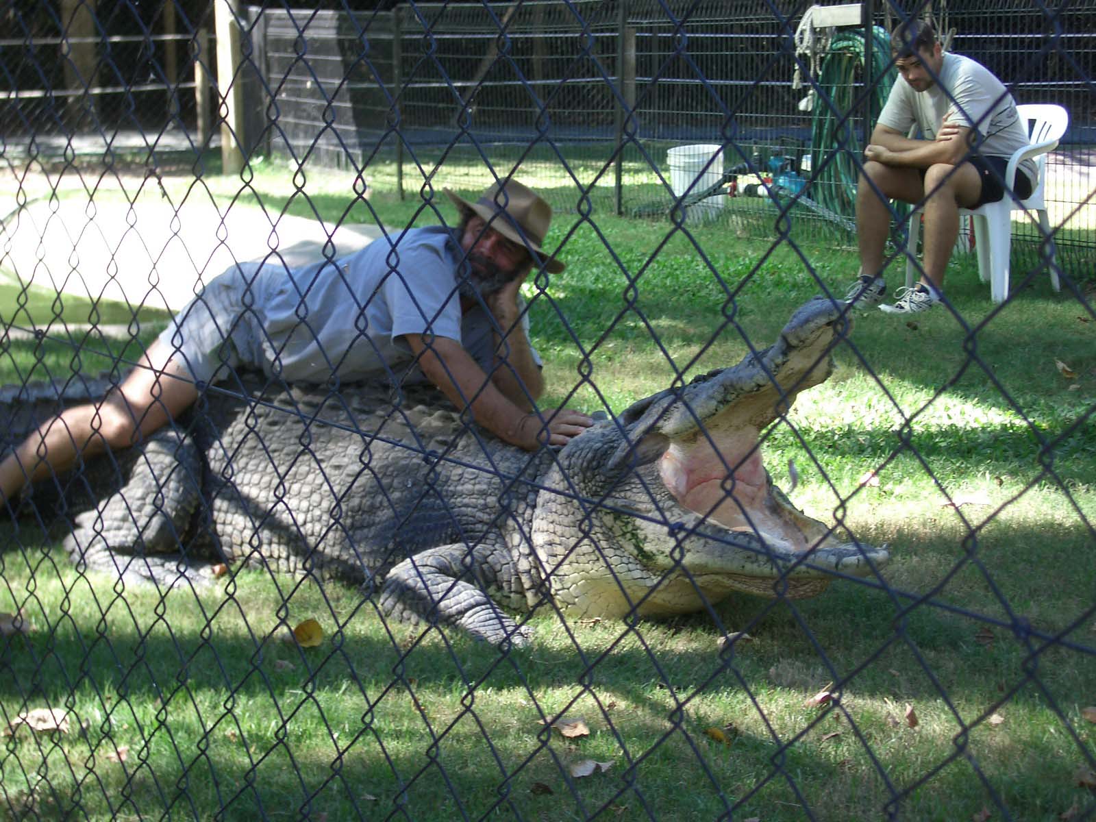 Scary old croc!