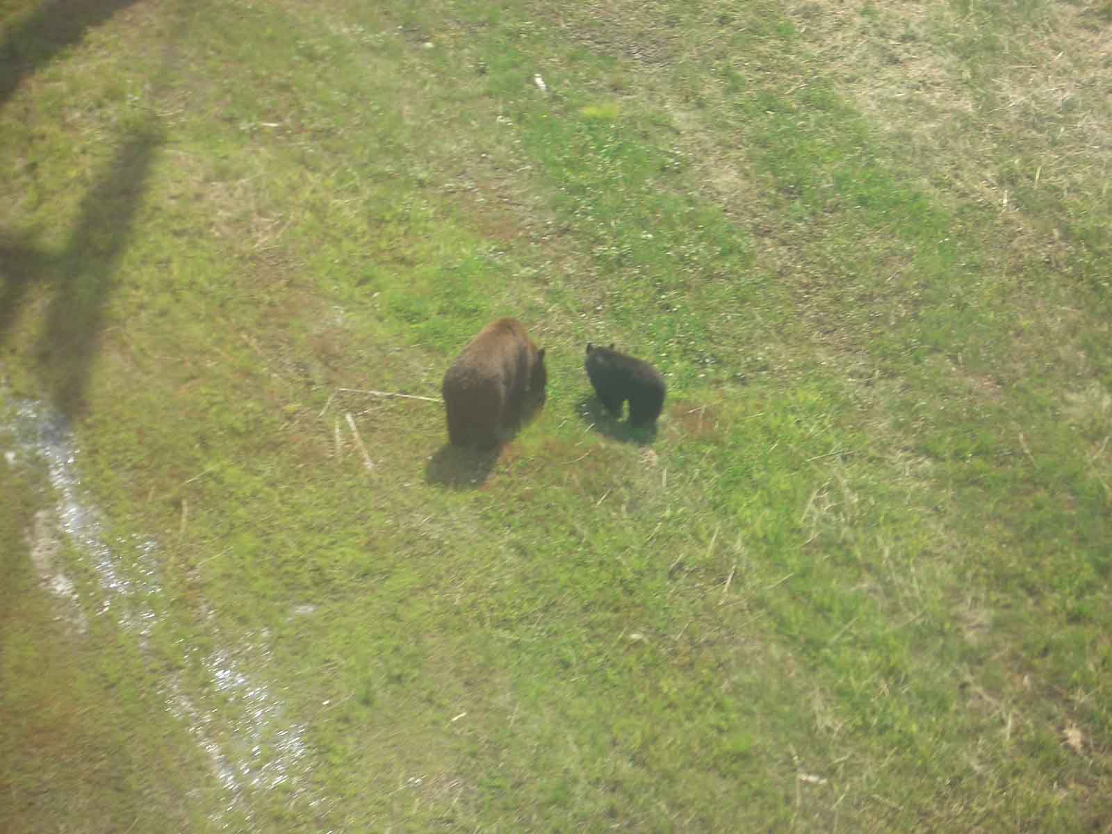 A Brown Bear with her cub