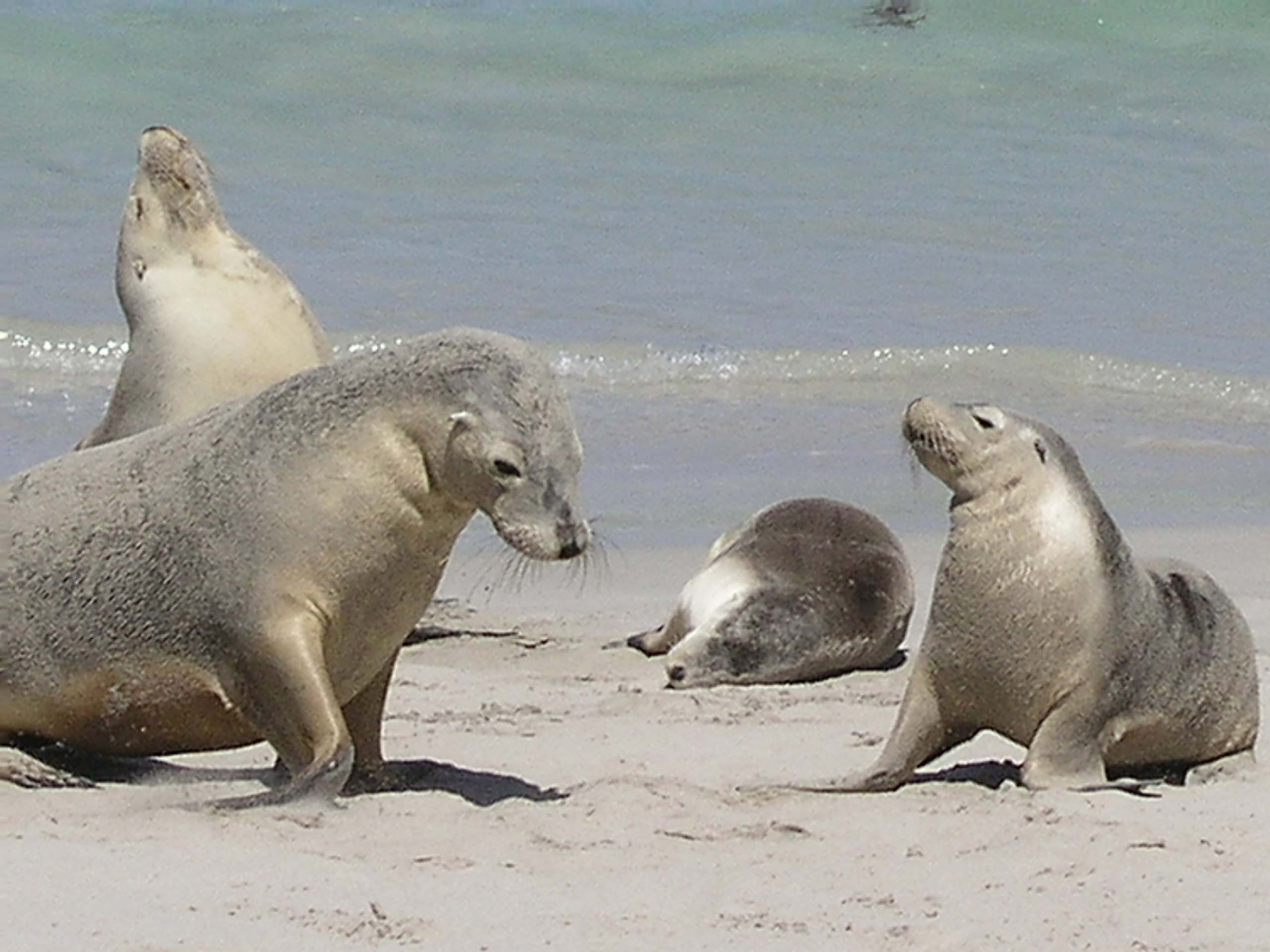 Australian sealions at Seal Bay -  25 Feb 2004