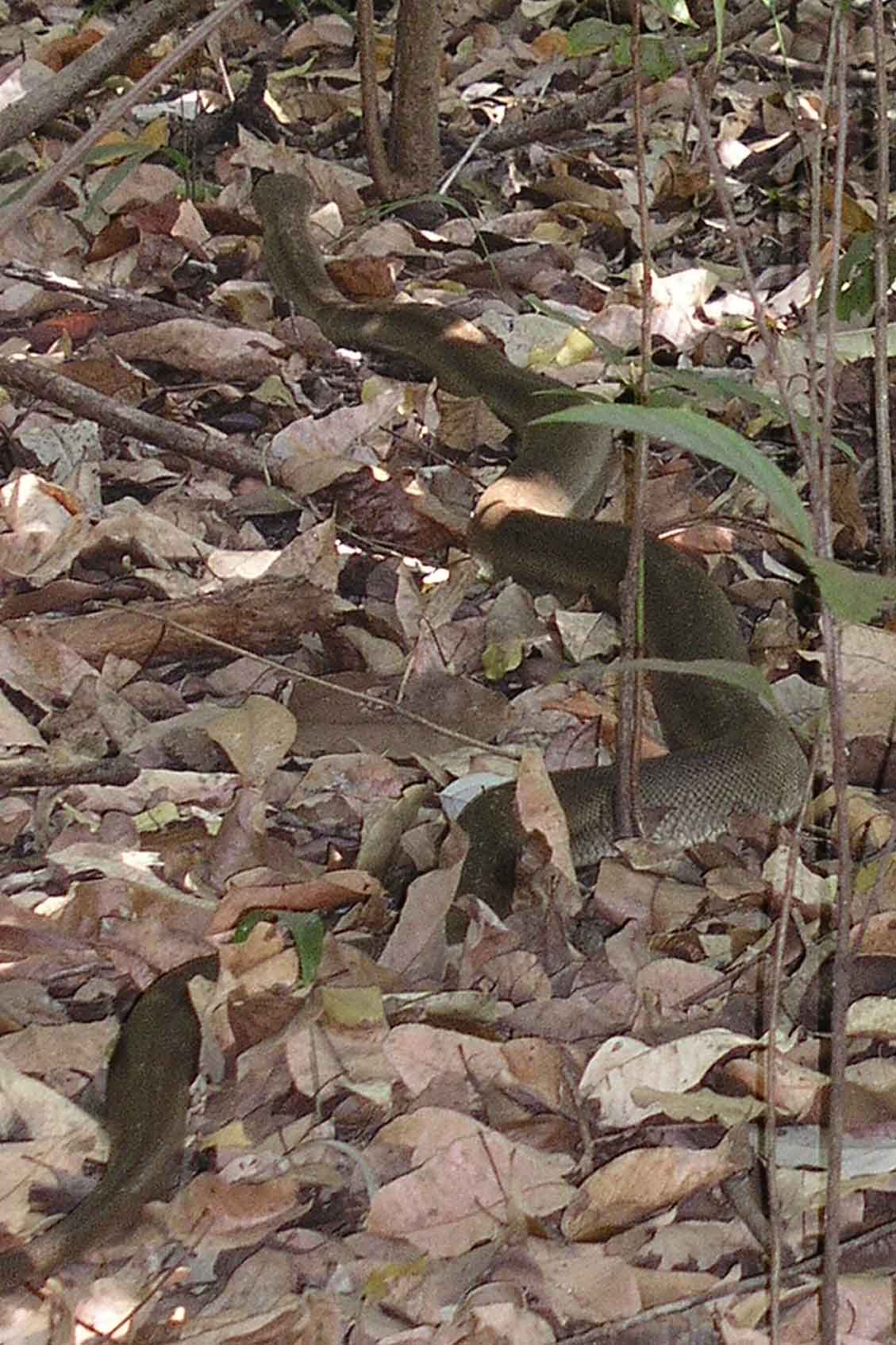 See if you can spot Kaa