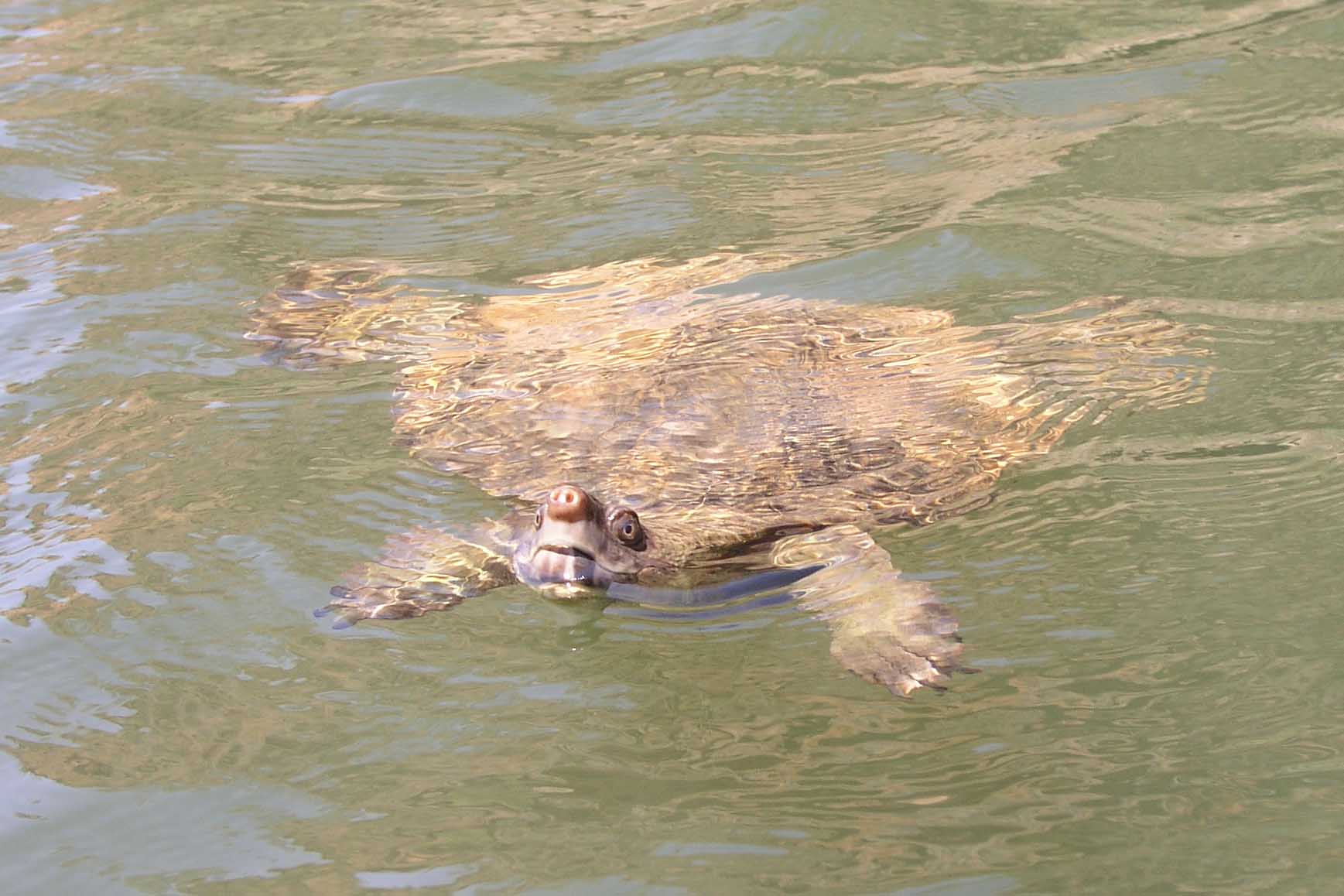A pig-nosed turtle checking us out