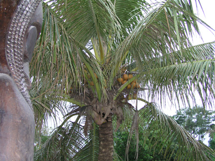 A tam-tam carving at the Fatumaru Lodge