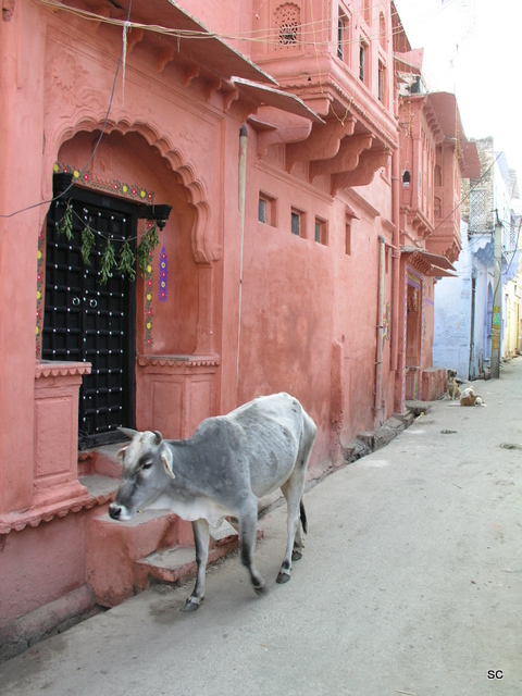 It's not just us wandering around Bundi - there are other tourists!