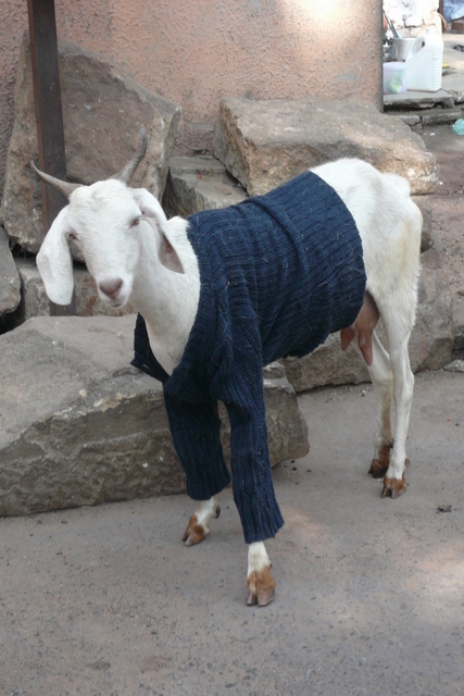 It gets cold in Ahmedabad!