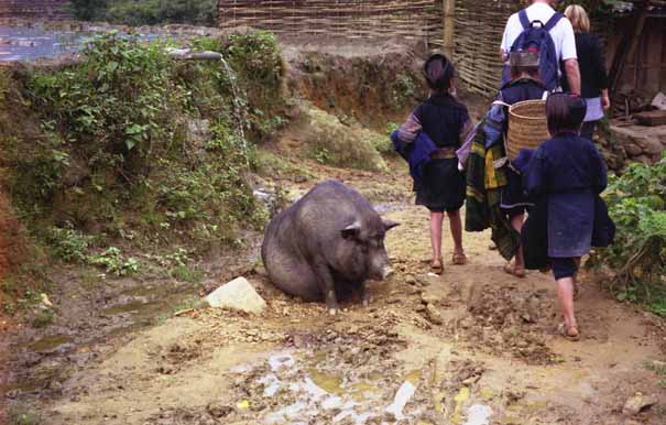 A pot-bellied pig in the road!