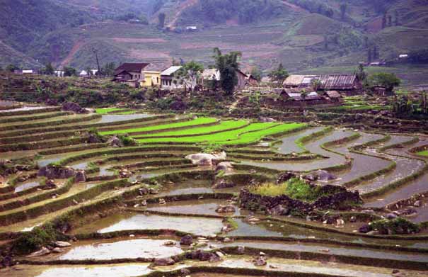 The paddy-fields of Sapa